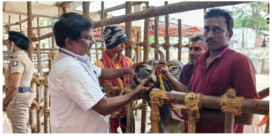 மதுரை அவனியாபுரம் ஜல்லிக்கட்டு போட்டி