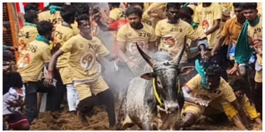 மதுரை அவனியாபுரம் ஜல்லிக்கட்டு போட்டி