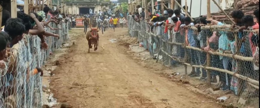 மஞ்சுவிரட்டு விழா 200-க்கும் மேற்பட்ட காளைகள் பங்கேற்பு...