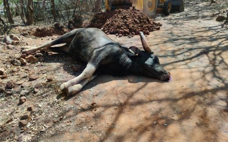துவரங்குறிச்சி பகுதியில் வயது முதிர்வு காரணமாக ஆண் காட்டெருமை உயிரிழப்பு...